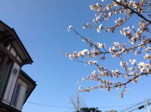 九里学園桜