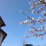 九里学園桜